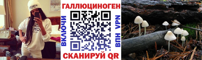 где купить   Курильск  Псилоцибиновые грибы Psilocybine cubensis 